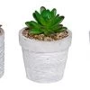 Alpine Flowerpot w/ Plants - Assorted -Home Food Life Store kgd212abb