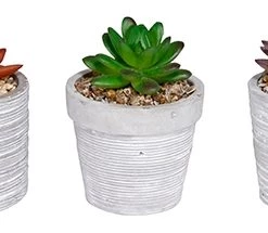 Alpine Flowerpot w/ Plants - Assorted